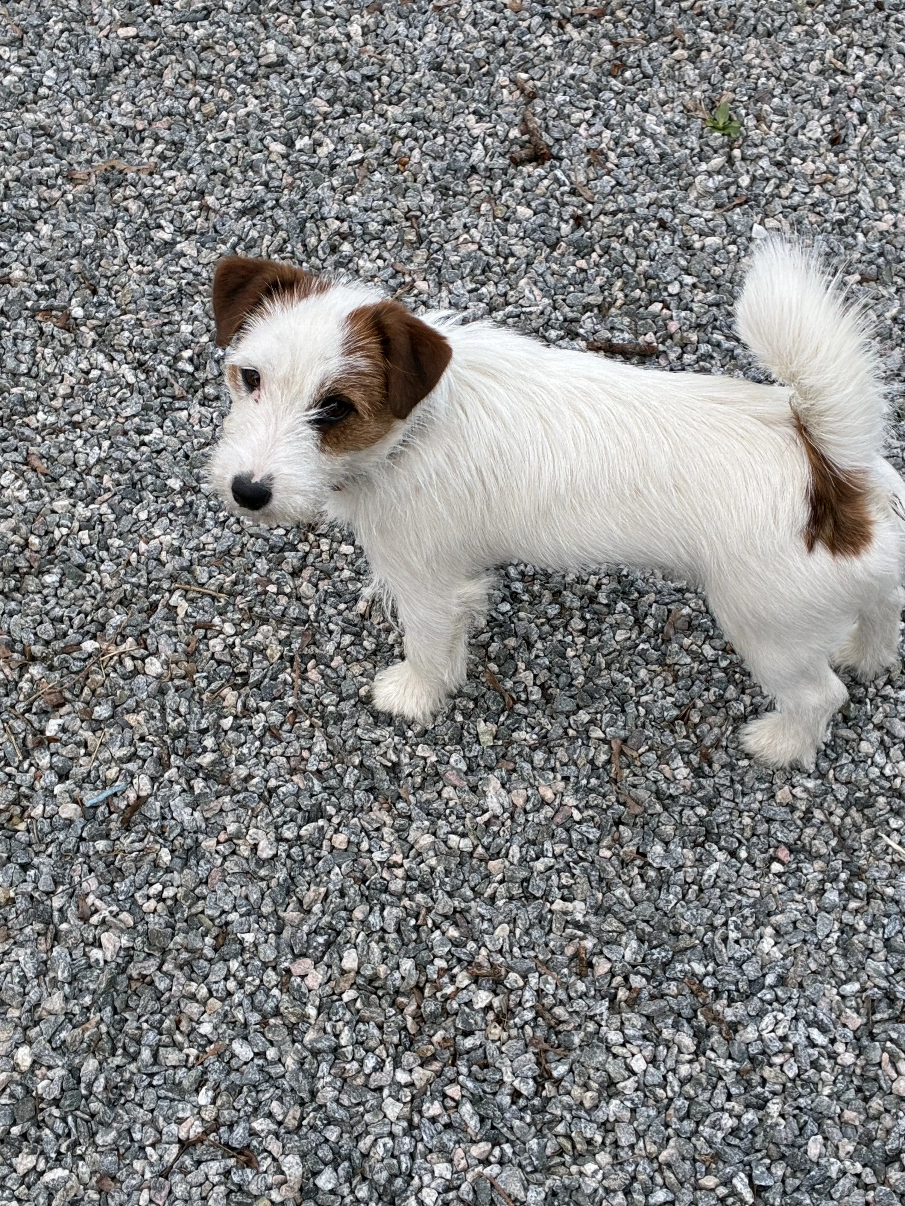 Hund 1